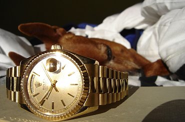 Poofter Goldenburg poses beside my first Rolex wristwatch. #Poofter #Goldenburg #Chihuahua #Rolex #Watch #President #DayDate #Oyster #Perpetual #gold #solid #embassador #pies #zegarek