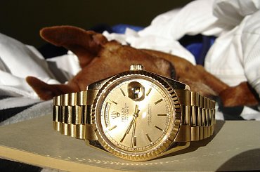 Poofter Goldenburg poses beside my first Rolex wristwatch. #Poofter #Goldenburg #Chihuahua #Rolex #Watch #President #DayDate #Oyster #Perpetual #gold #solid #embassador #pies #zegarek