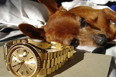 Poofter Goldenburg poses beside my first Rolex wristwatch. #Poofter #Goldenburg #Chihuahua #Rolex #Watch #President #DayDate #Oyster #Perpetual #gold #solid #embassador #pies #zegarek