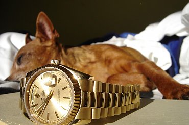 Poofter Goldenburg poses beside my first Rolex wristwatch. #Poofter #Goldenburg #Chihuahua #Rolex #Watch #President #DayDate #Oyster #Perpetual #gold #solid #embassador #pies #zegarek