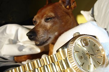 Poofter Goldenburg poses beside my first Rolex wristwatch. #Poofter #Goldenburg #Chihuahua #Rolex #Watch #President #DayDate #Oyster #Perpetual #gold #solid #embassador #pies #zegarek