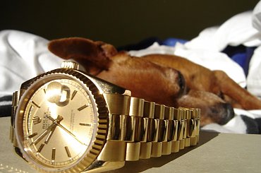 Poofter Goldenburg poses beside my first Rolex wristwatch. #Poofter #Goldenburg #Chihuahua #Rolex #Watch #President #DayDate #Oyster #Perpetual #gold #solid #embassador #pies #zegarek