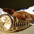 Poofter Goldenburg poses beside my first Rolex wristwatch. #Poofter #Goldenburg #Chihuahua #Rolex #Watch #President #DayDate #Oyster #Perpetual #gold #solid #embassador #pies #zegarek