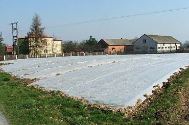 Plantacja truskawek w Zdunkowie #Zdunków #truskawki #plantacja #pole #uprawa