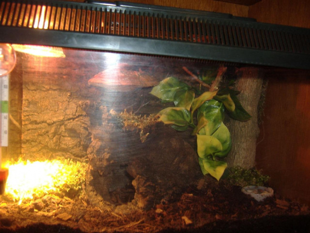Pandinus imperator L2