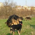 Atos - Rusałka #psy