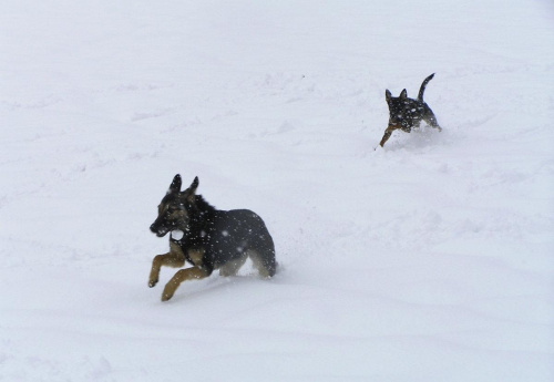 Psie szaleństwa na śniegu :-)