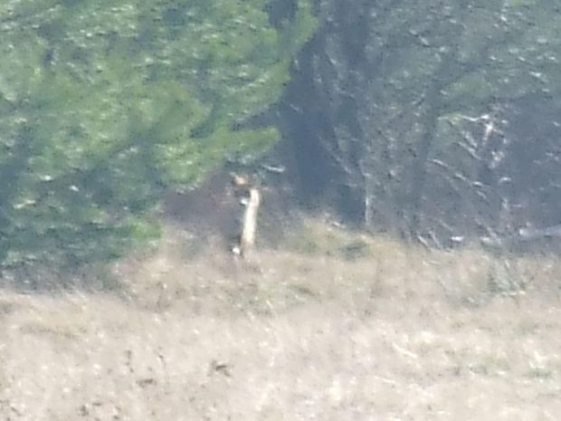 Szedłem po skraju lasu i zauważyłem tego oto zwierza, zdjęcia było robione z odległoći ok. 50m na zoomie cyfrowym, także ostroć jest beznadziejna, ale chciałbym zobaczyć wasze opinie na temat: Co to jest? Przypomina mi to wilka ale nie jestem pewny,...