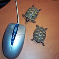 żółwiki mojego syna,, teraz są większe :)