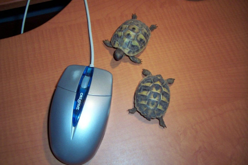 żółwiki mojego syna,, teraz są większe :)