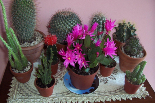 moje kaktusiki #kaktusy