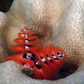 21 #diving #Egipt #egzotyka #fauna #gady #flora #ssaki #WielkiBłękit #morze #MorzeCzerwone #natura #nurkowanie #PodWodą #płazy #przyroda #rafa #ryba #ryby #snorkling #snurkowanie #woda