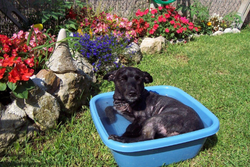 co ?? zazdrościcie prywatnego basenu? #pies