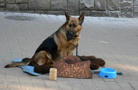#pies #ciekawostki #ulica #Zakopane #pieniądze #zwierzęta #datki #zapomoga #kiełbasa #wilczur #OwczarekNiemiecki