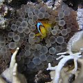23 #diving #Egipt #egzotyka #fauna #gady #ssaki #flora #WielkiBłękit #morze #MorzeCzerwone #natura #nurkowanie #PodWodą #płazy #przyroda #rafa #ryba #ryby #snorkling #snurkowanie #woda