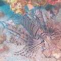 vinny-5 #diving #Egipt #egzotyka #fauna #flora #gady #WielkiBłękit #morze #MorzeCzerwone #natura #nurkowanie #PodWodą #płazy #przyroda #rafa #ryba #ryby #snorkling #snurkowanie #ssaki #woda
