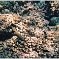 39 #diving #Egipt #egzotyka #fauna #flora #gady #WielkiBłękit #morze #MorzeCzerwone #natura #nurkowanie #PodWodą #płazy #przyroda #rafa #ryba #ryby #snorkling #snurkowanie #ssaki #woda