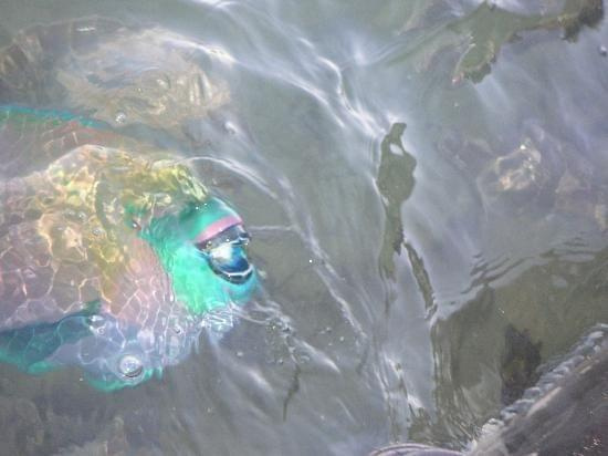 parrot fish off the jetty #diving #Egipt #egzotyka #fauna #flora #gady #WielkiBłękit #morze #MorzeCzerwone #natura #nurkowanie #PodWodą #płazy #przyroda #rafa #ryba #ryby #snorkling #snurkowanie #ssaki #woda