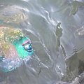 parrot fish off the jetty #diving #Egipt #egzotyka #fauna #flora #gady #WielkiBłękit #morze #MorzeCzerwone #natura #nurkowanie #PodWodą #płazy #przyroda #rafa #ryba #ryby #snorkling #snurkowanie #ssaki #woda