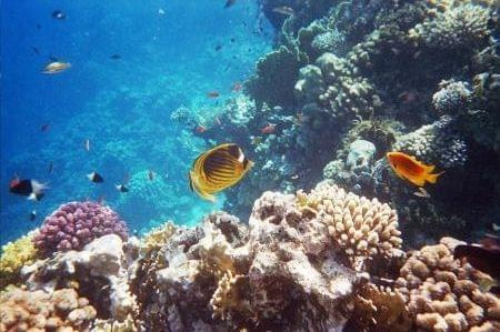 House Reef #diving #Egipt #egzotyka #fauna #flora #gady #WielkiBłękit #morze #MorzeCzerwone #natura #nurkowanie #PodWodą #płazy #przyroda #rafa #ryba #ryby #snorkling #snurkowanie #ssaki #woda