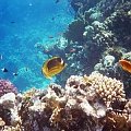 House Reef #diving #Egipt #egzotyka #fauna #flora #gady #WielkiBłękit #morze #MorzeCzerwone #natura #nurkowanie #PodWodą #płazy #przyroda #rafa #ryba #ryby #snorkling #snurkowanie #ssaki #woda