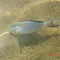 31 #diving #Egipt #egzotyka #fauna #flora #gady #WielkiBłękit #morze #MorzeCzerwone #natura #nurkowanie #PodWodą #płazy #przyroda #rafa #ryba #ryby #snorkling #snurkowanie #ssaki #woda