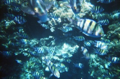 29 #diving #Egipt #egzotyka #fauna #flora #gady #WielkiBłękit #morze #MorzeCzerwone #natura #nurkowanie #PodWodą #płazy #przyroda #rafa #ryba #ryby #snorkling #snurkowanie #ssaki #woda