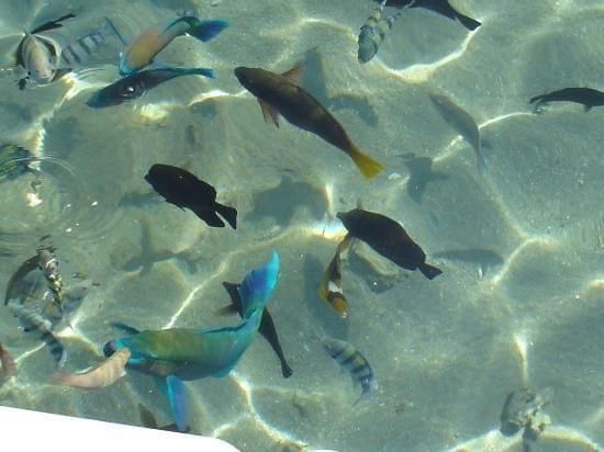 fishes at the beachfront #diving #Egipt #egzotyka #fauna #flora #gady #WielkiBłękit #morze #MorzeCzerwone #natura #nurkowanie #PodWodą #płazy #przyroda #rafa #ryba #ryby #snorkling #snurkowanie #ssaki #woda