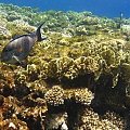 Hausriff_03 #diving #Egipt #egzotyka #fauna #flora #gady #WielkiBłękit #morze #MorzeCzerwone #natura #nurkowanie #PodWodą #płazy #przyroda #rafa #ryba #ryby #snorkling #snurkowanie #ssaki #woda