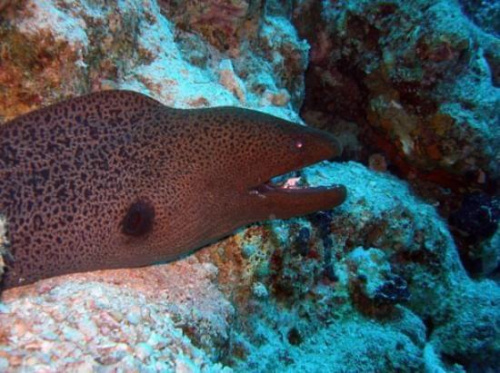 Giant Moray Eel #diving #Egipt #egzotyka #fauna #flora #gady #WielkiBłękit #morze #MorzeCzerwone #natura #nurkowanie #PodWodą #płazy #przyroda #rafa #ryba #ryby #snorkling #snurkowanie #ssaki #woda