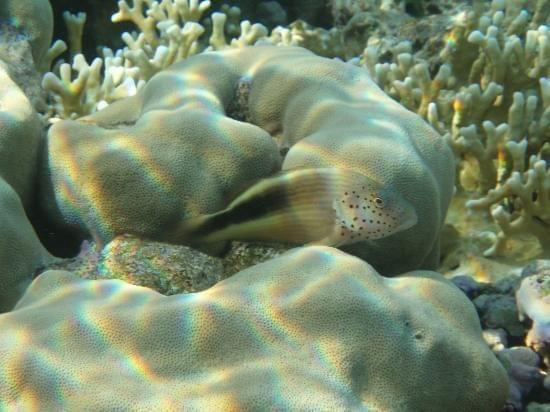 Good camouflage #diving #Egipt #egzotyka #fauna #flora #gady #WielkiBłękit #morze #MorzeCzerwone #natura #nurkowanie #PodWodą #płazy #przyroda #rafa #ryba #ryby #snorkling #snurkowanie #ssaki #woda