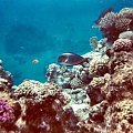 32 #diving #Egipt #egzotyka #fauna #flora #gady #WielkiBłękit #morze #MorzeCzerwone #natura #nurkowanie #PodWodą #płazy #przyroda #rafa #ryba #ryby #snorkling #snurkowanie #ssaki #woda