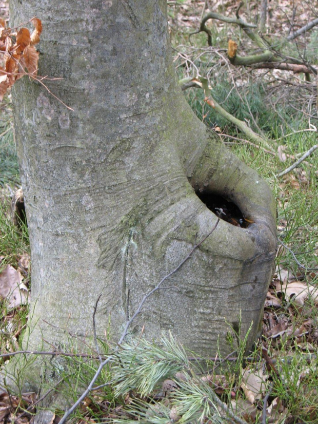 Koluszki, las, przyroda #Koluszki #pien #drzewo #dziupla #las