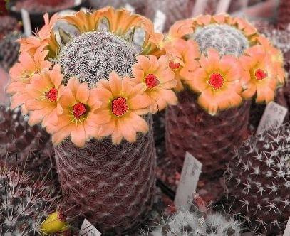 Mammillaria alamensis trochę inaczej