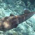 Hausriff_01 #diving #Egipt #egzotyka #fauna #flora #gady #WielkiBłękit #morze #MorzeCzerwone #natura #nurkowanie #PodWodą #płazy #przyroda #rafa #ryba #ryby #snorkling #snurkowanie #ssaki #woda