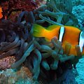 Finding Nemo near Ras Mohammed #diving #Egipt #egzotyka #fauna #flora #gady #WielkiBłękit #morze #MorzeCzerwone #natura #nurkowanie #PodWodą #płazy #przyroda #rafa #ryba #ryby #snorkling #snurkowanie #ssaki #woda