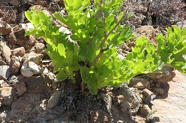 #teneryfa #adam #rusinowski