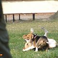 #beagle