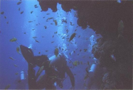 Swims with the fishes #diving #Egipt #egzotyka #fauna #flora #gady #WielkiBłękit #morze #MorzeCzerwone #natura #nurkowanie #PodWodą #płazy #przyroda #rafa #ryba #ryby #snorkling #snurkowanie #ssaki #woda