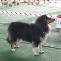 #wystawa #NowyDwórMazowiecki #collie #sheltie