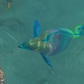1 #diving #Egipt #egzotyka #fauna #flora #gady #WielkiBłękit #morze #MorzeCzerwone #natura #nurkowanie #PodWodą #płazy #przyroda #rafa #ryba #ryby #snorkling #snurkowanie #ssaki #woda