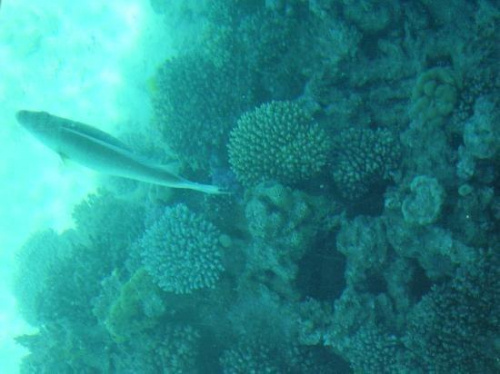 Taken on glass bottom boat #diving #Egipt #egzotyka #fauna #flora #gady #WielkiBłękit #morze #MorzeCzerwone #natura #nurkowanie #PodWodą #płazy #przyroda #rafa #ryba #ryby #snorkling #snurkowanie #ssaki #woda