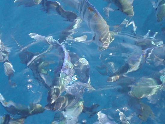 plenty of fish #diving #Egipt #egzotyka #fauna #flora #gady #WielkiBłękit #morze #MorzeCzerwone #natura #nurkowanie #PodWodą #płazy #przyroda #rafa #ryba #ryby #snorkling #snurkowanie #ssaki #woda