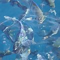 plenty of fish #diving #Egipt #egzotyka #fauna #flora #gady #WielkiBłękit #morze #MorzeCzerwone #natura #nurkowanie #PodWodą #płazy #przyroda #rafa #ryba #ryby #snorkling #snurkowanie #ssaki #woda