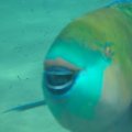 Parrot fish wear lipstick #diving #Egipt #egzotyka #fauna #flora #gady #WielkiBłękit #morze #MorzeCzerwone #natura #nurkowanie #PodWodą #płazy #przyroda #rafa #ryba #ryby #snorkling #snurkowanie #ssaki #woda