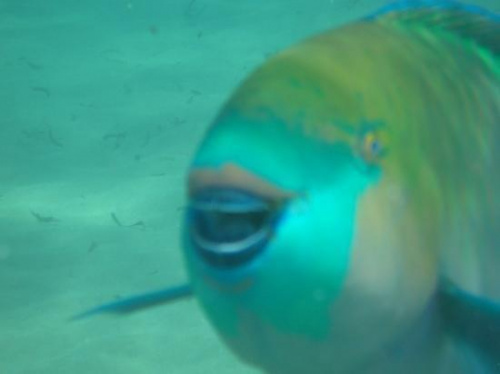 Parrot fish wear lipstick #diving #Egipt #egzotyka #fauna #flora #gady #WielkiBłękit #morze #MorzeCzerwone #natura #nurkowanie #PodWodą #płazy #przyroda #rafa #ryba #ryby #snorkling #snurkowanie #ssaki #woda