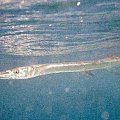 Trumpet fish around hotel beach jetty #diving #Egipt #egzotyka #fauna #flora #gady #WielkiBłękit #morze #MorzeCzerwone #natura #nurkowanie #PodWodą #płazy #przyroda #rafa #ryba #ryby #snorkling #snurkowanie #ssaki #woda