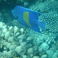 poisson ange #diving #Egipt #egzotyka #fauna #flora #gady #WielkiBłękit #morze #MorzeCzerwone #natura #nurkowanie #PodWodą #płazy #przyroda #rafa #ryba #ryby #snorkling #snurkowanie #ssaki #woda
