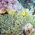 Colona #diving #Egipt #egzotyka #fauna #flora #gady #WielkiBłękit #morze #MorzeCzerwone #natura #nurkowanie #PodWodą #płazy #przyroda #rafa #ryba #ryby #snorkling #snurkowanie #ssaki #woda