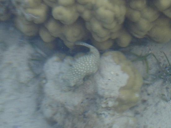 puffer fish #diving #Egipt #egzotyka #fauna #flora #gady #WielkiBłękit #morze #MorzeCzerwone #natura #nurkowanie #PodWodą #płazy #przyroda #rafa #ryba #ryby #snorkling #snurkowanie #ssaki #woda